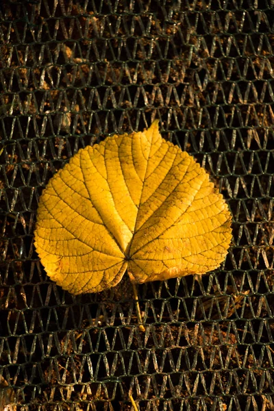 Hermosa Hoja Seca Otoño Colocada Sobre Fondo Neto —  Fotos de Stock