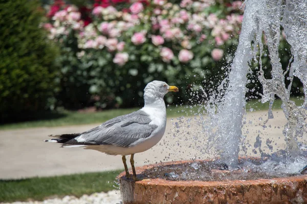 Gaviota Junto Fuente Jardín Rosas —  Fotos de Stock