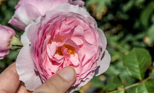 Рука Держит Цветущий Цветок Розы — стоковое фото