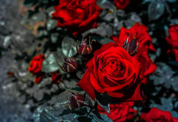 Flores Hermosas Rosas Colores Fondo Del Jardín — Foto de Stock