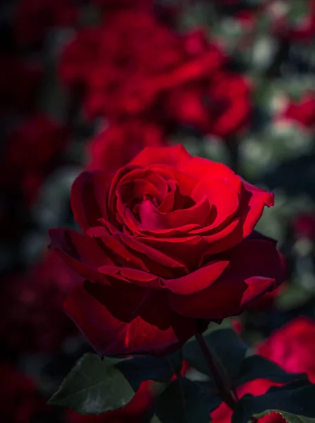 花园背景上美丽多彩的玫瑰花 — 图库照片