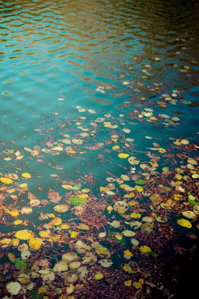 Dry Leaves Autumn Herbal Fall 컨셉트 텍스처 — 스톡 사진