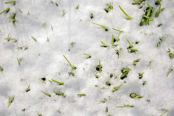 Nieve Blanca Sobre Hierba Verde Frío Invierno —  Fotos de Stock