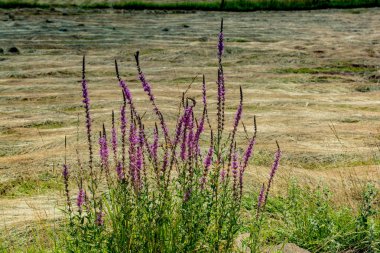 Artvin Dağlık Bölgesi 'nde güzel, renkli, yabani çiçekler açıyor.