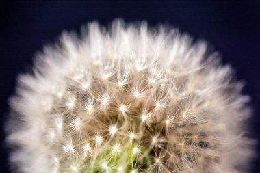 Siyah arka plan üzerine beyaz hindiba çiçek