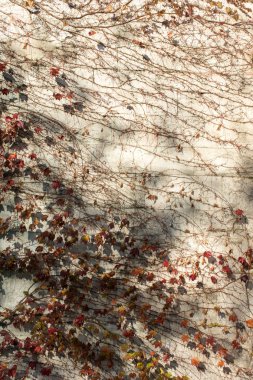 Kuru yapraklar bir sonbahar doğası arka planı olarak
