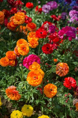 Bahar bahçesinde renkli lale çiçekleri açar.