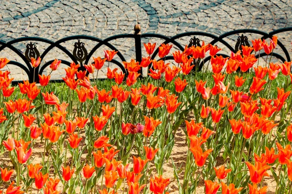 Flores Tulipa Coloridas Florescem Jardim Primavera — Fotografia de Stock