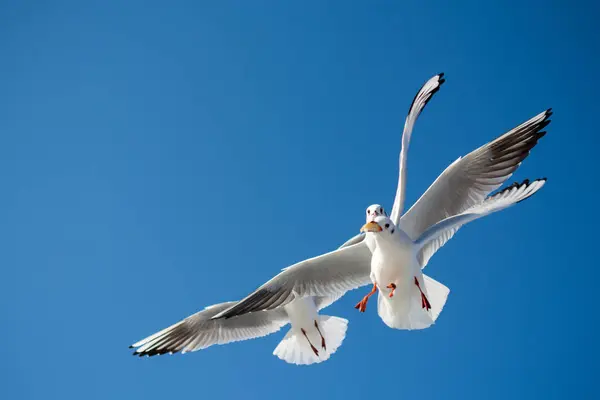 Gaivotas Voando Fundo Céu — Fotografia de Stock