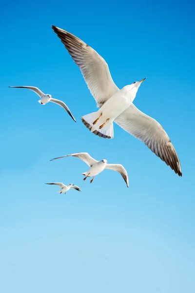 Чайки Летают Небе Заднем Плане — стоковое фото