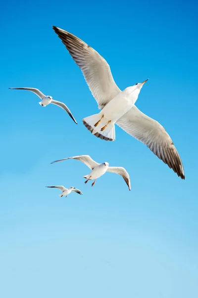 Möwen Fliegen Als Hintergrund Den Himmel — Stockfoto