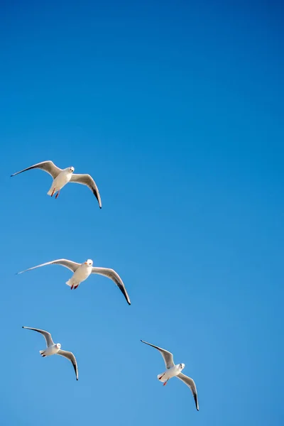 Racek Letící Modré Obloze Jako Pozadí — Stock fotografie