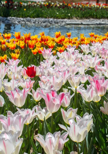 Weiße Farbe Tulpen Blühen Frühling Garten — Stockfoto