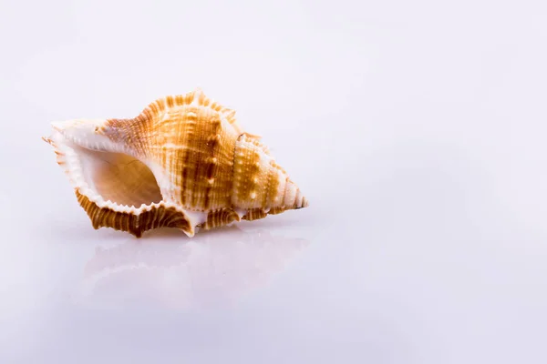 Красивая Морская Раковина Белом Фоне — стоковое фото