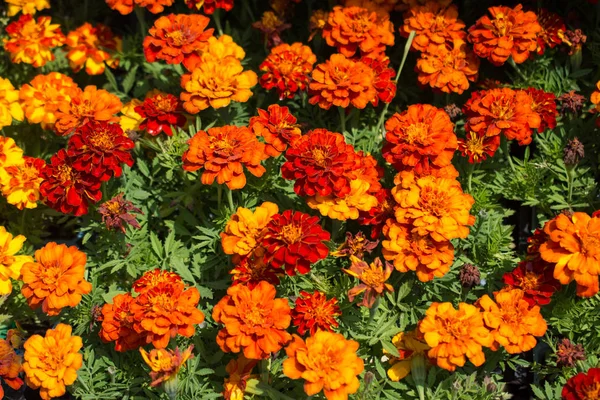 Çiçek Yatak Birçok Güzel Renkli Çiçek Ile Bir Arka Plan — Stok fotoğraf