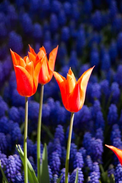 Bahar bahçesinde renkli lale çiçekleri açar.