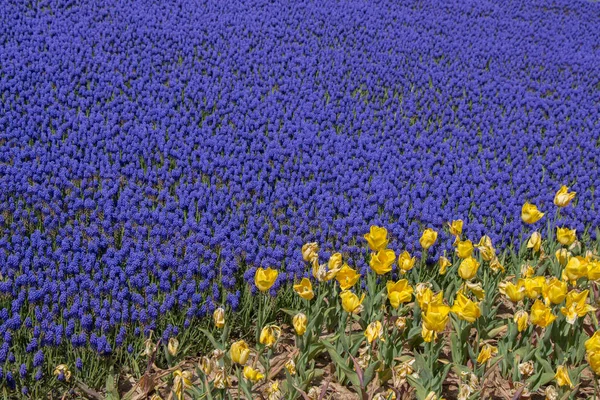 Blühende Blumen Blumiger Hintergrund — Stockfoto