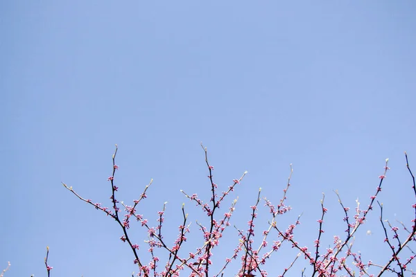 Kleurrijke Bloemen Bloeien Het Voorjaar Bomen — Stockfoto