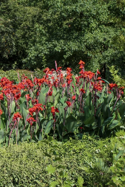 Hermoso Jardín Flores Colores Con Varias Flores — Foto de Stock