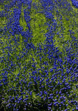 Renkli bir arkaplan olarak açan bahar çiçekleri