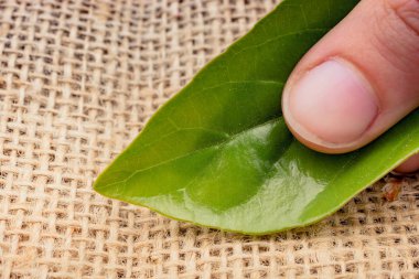 Eline bir defter sayfası bırakır