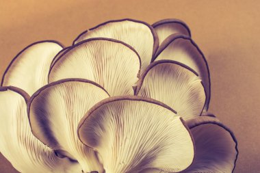 İstiridye mantarı ya da Pleurotus ostreatus kolayca ekilmiş mantar.