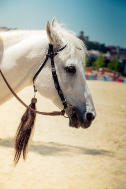 Uzun yeleli ve kısmi koşumlu bir at kafası portresi.