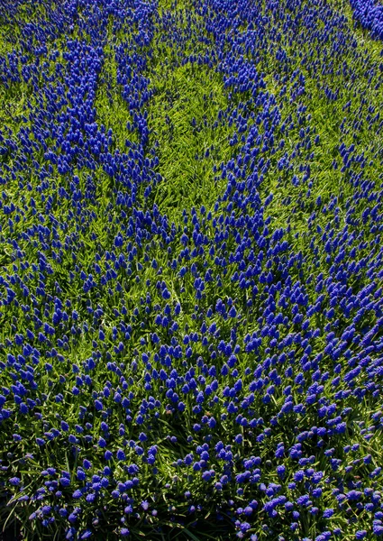 Renkli bir arkaplan olarak açan bahar çiçekleri