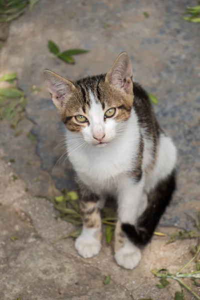 Streunende Katze Auf Der Straße Der Stadt Gesehen — Stockfoto