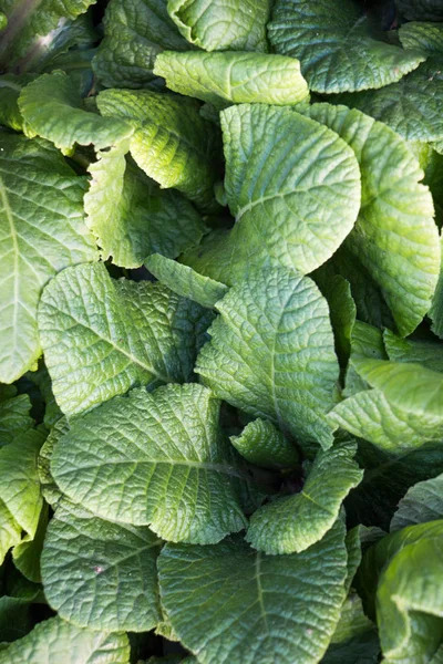 Young Plant Found Nature Background — Stock Photo, Image