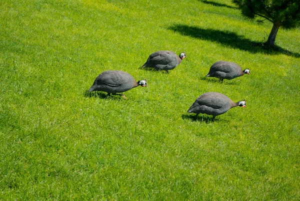 Gray Dotted Turkeys Walk Outdoors Garden — Stock Photo, Image