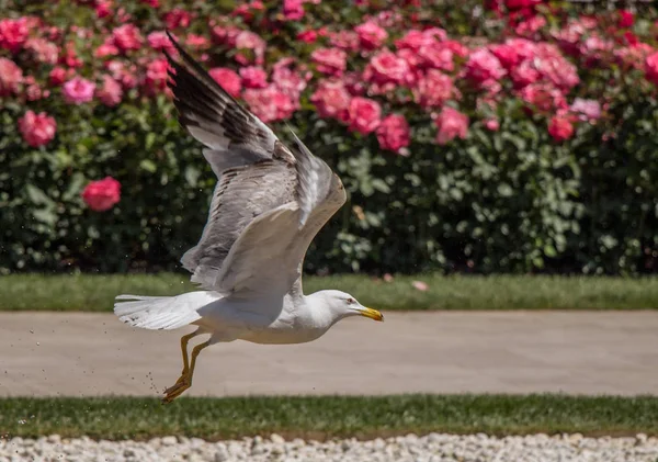 Seagull flying in rose garden