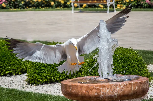 Gaivota Única Encontrada Lado Uma Fonte — Fotografia de Stock