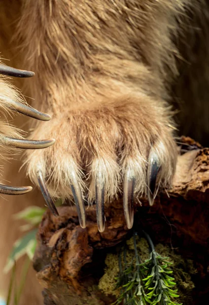 Brown Bear Paw Αιχμηρά Νύχια Όψει — Φωτογραφία Αρχείου