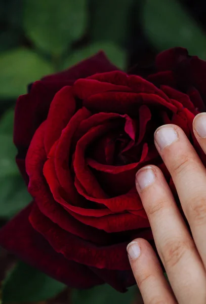 Mano Sosteniendo Una Colorida Flor Rosa —  Fotos de Stock