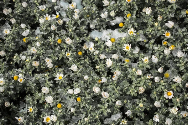 Las Primeras Flores Primavera Bajo Nieve Jardín — Foto de Stock