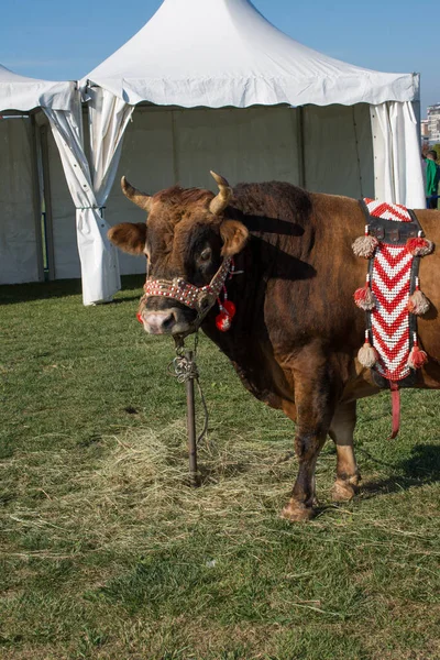 Brown bull with traditional Turkish fabric on it on green grass in display