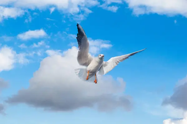 Mouette Unique Volant Dans Fond Bleu Ciel — Photo