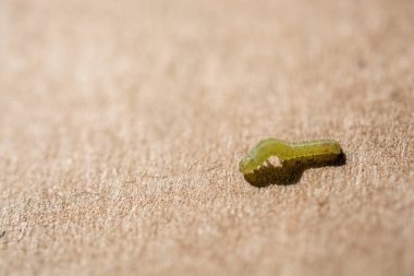 Küçük yeşil tırtıl sergilenen ahşap bir arka planda