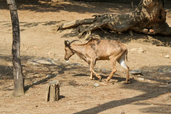 Yaban keçisi toprak zemin üzerine yürüme