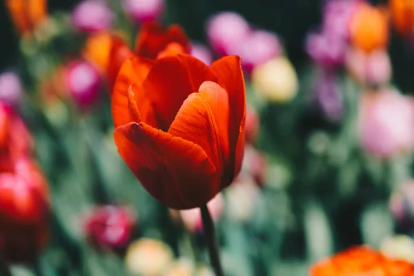 Schöne Tulpen Blume Für Postkarte Schönheit Konzept Design — Stockfoto