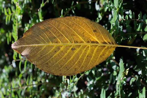 Jeden Oddzielny Suchy Liść Jesiennych Czasów — Zdjęcie stockowe