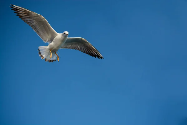 Pareja Gaviotas Volando Azul Fondo Cielo —  Fotos de Stock