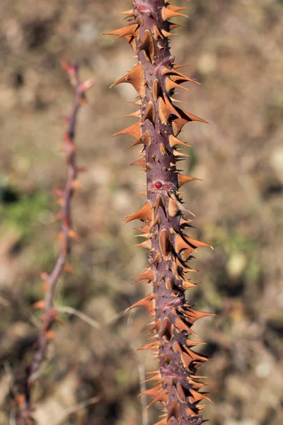 ビューの植物のとげのある茎 — ストック写真