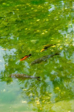 Havuzda yüzen güzel renkli balıklar.