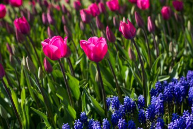 İlkbaharda doğada çeşitli renklerde laleler