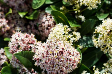 İlkbaharda doğada güzel ve renkli yabani çiçekler