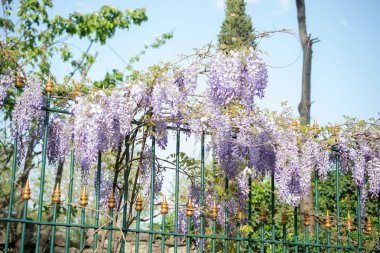 Çiçek açan güzel renkli taze doğal çiçekler.