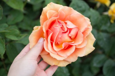 Renkli bir gül çiçeğini tutarken