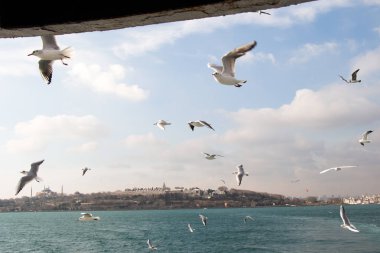 Istanbul'da deniz kentsel ortamda üzerinde gökyüzünde güvercinler uçmak
